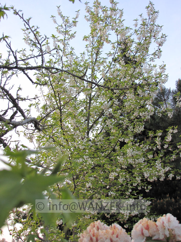 Halesia monticola - Sol in Bluete3.JPG